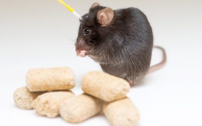 What Nearly Brainless Rodents Know About Weight Loss and Hunger