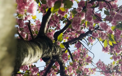 Overwhelmed? Go See Some Cherry Blossoms.