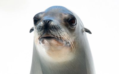 Ronan the Sea Lion Is Probably Better Than You at Keeping a Beat