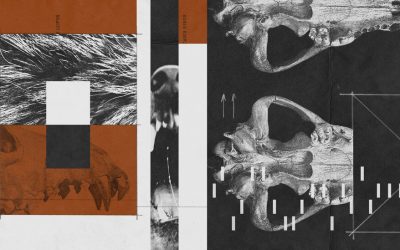 There’s No ‘Undo’ Button for Extinct Species
