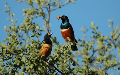 These Beautiful Birds Form Something Like Lasting Friendships